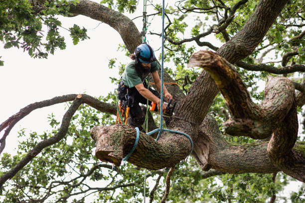 Best Tree and Shrub Care  in Heidelberg, TX